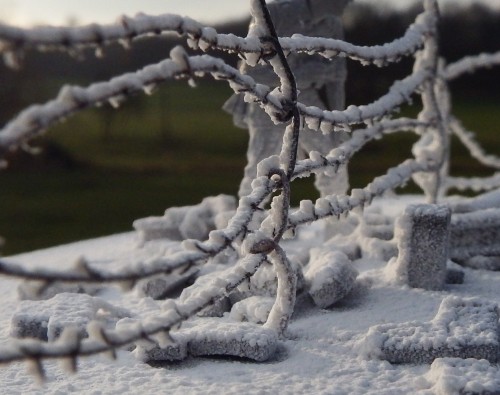 cropped wire